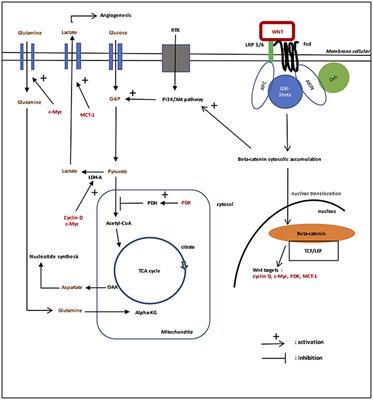 Thermodynamics in Gliomas: Interactions between the Canonical WNT/Beta-Catenin Pathway and PPAR Gamma